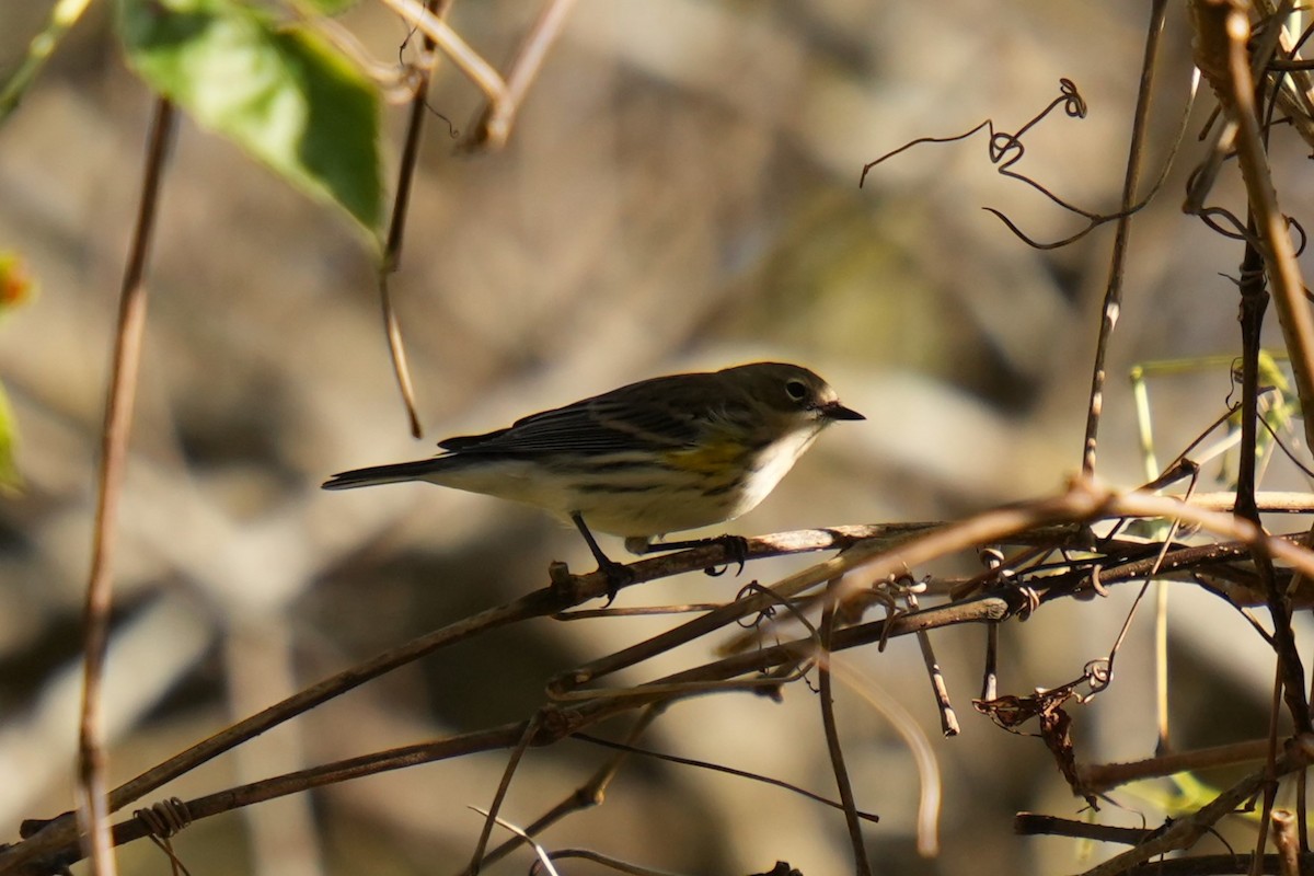 Yellow-rumped Warbler - ML643114731
