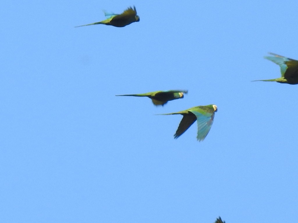 Chestnut-fronted Macaw - ML643114758