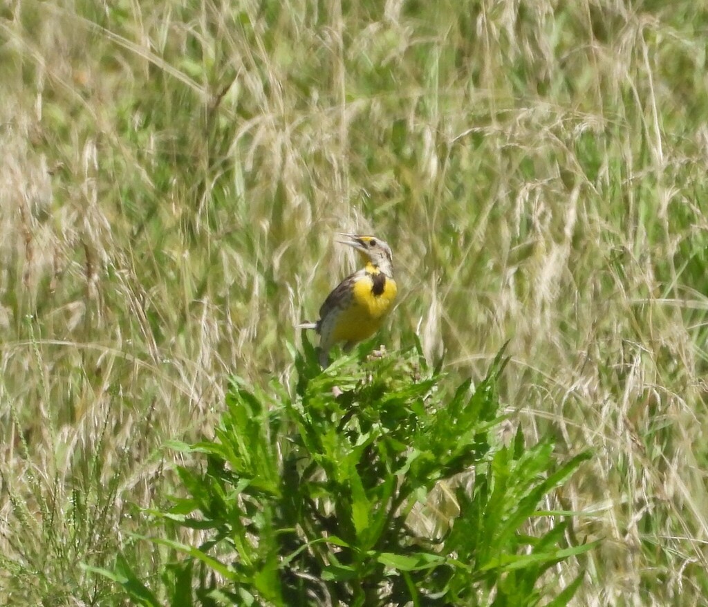 Eastern Meadowlark - ML643114764