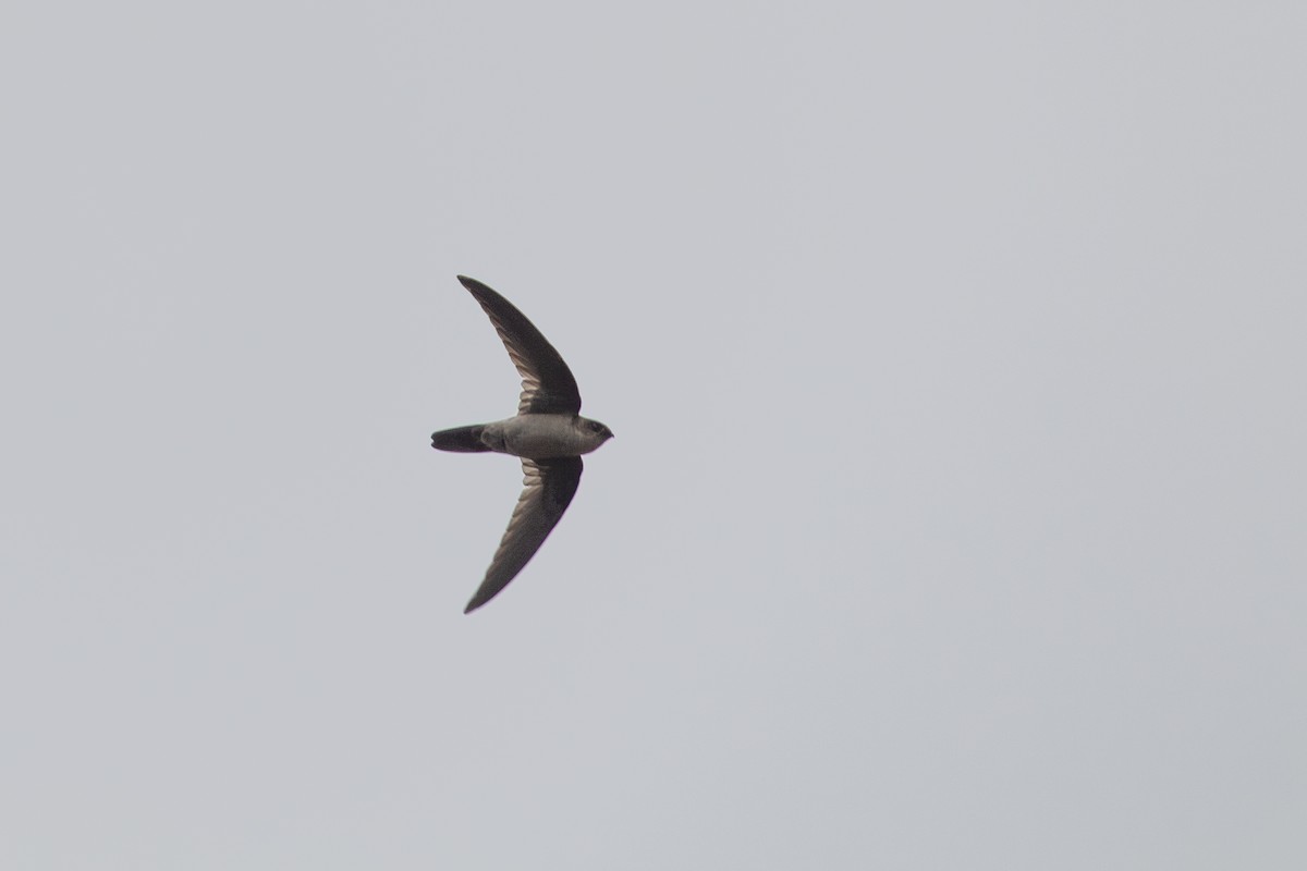 Australian Swiftlet - ML643114778