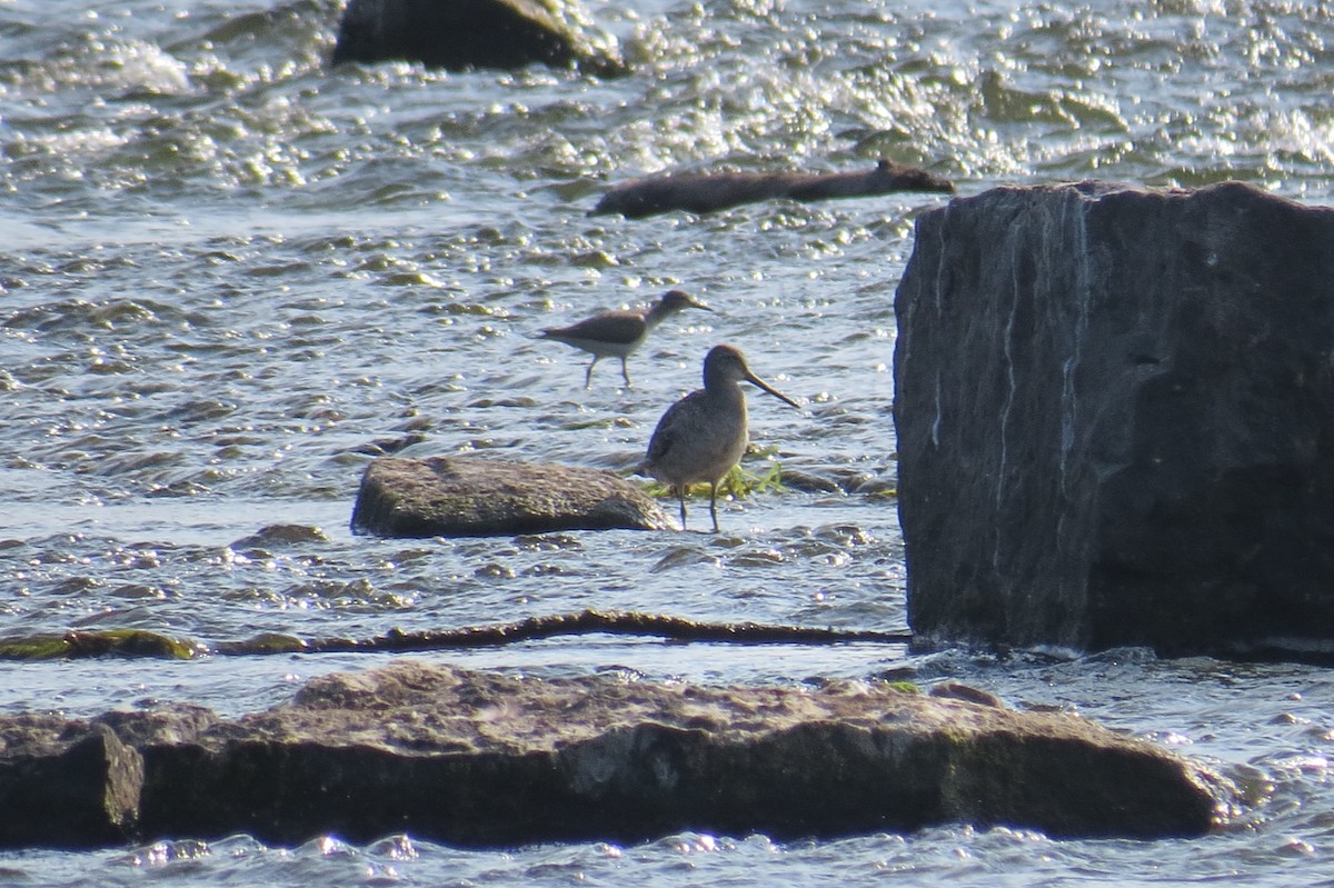 Long-billed Dowitcher - ML643114798
