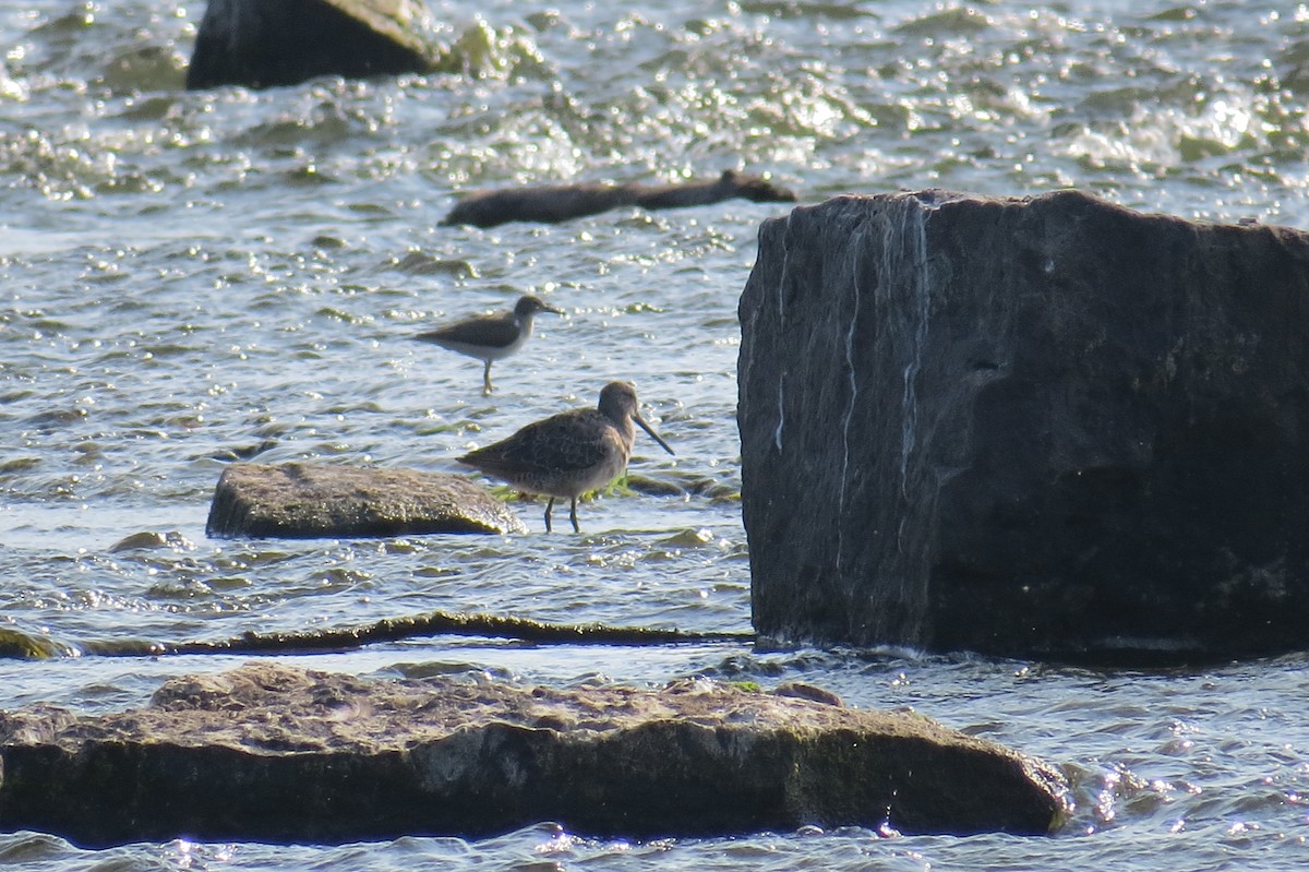 Long-billed Dowitcher - ML643114800