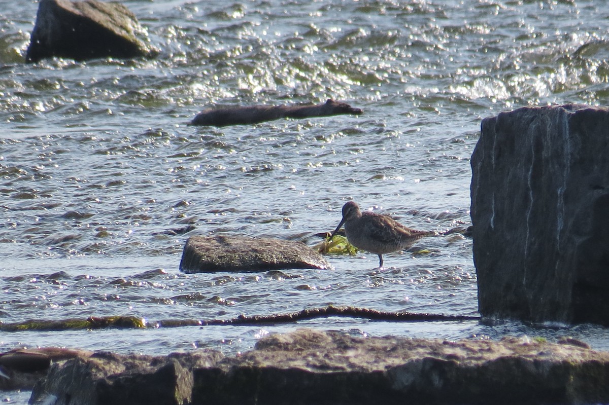 Long-billed Dowitcher - ML643114801