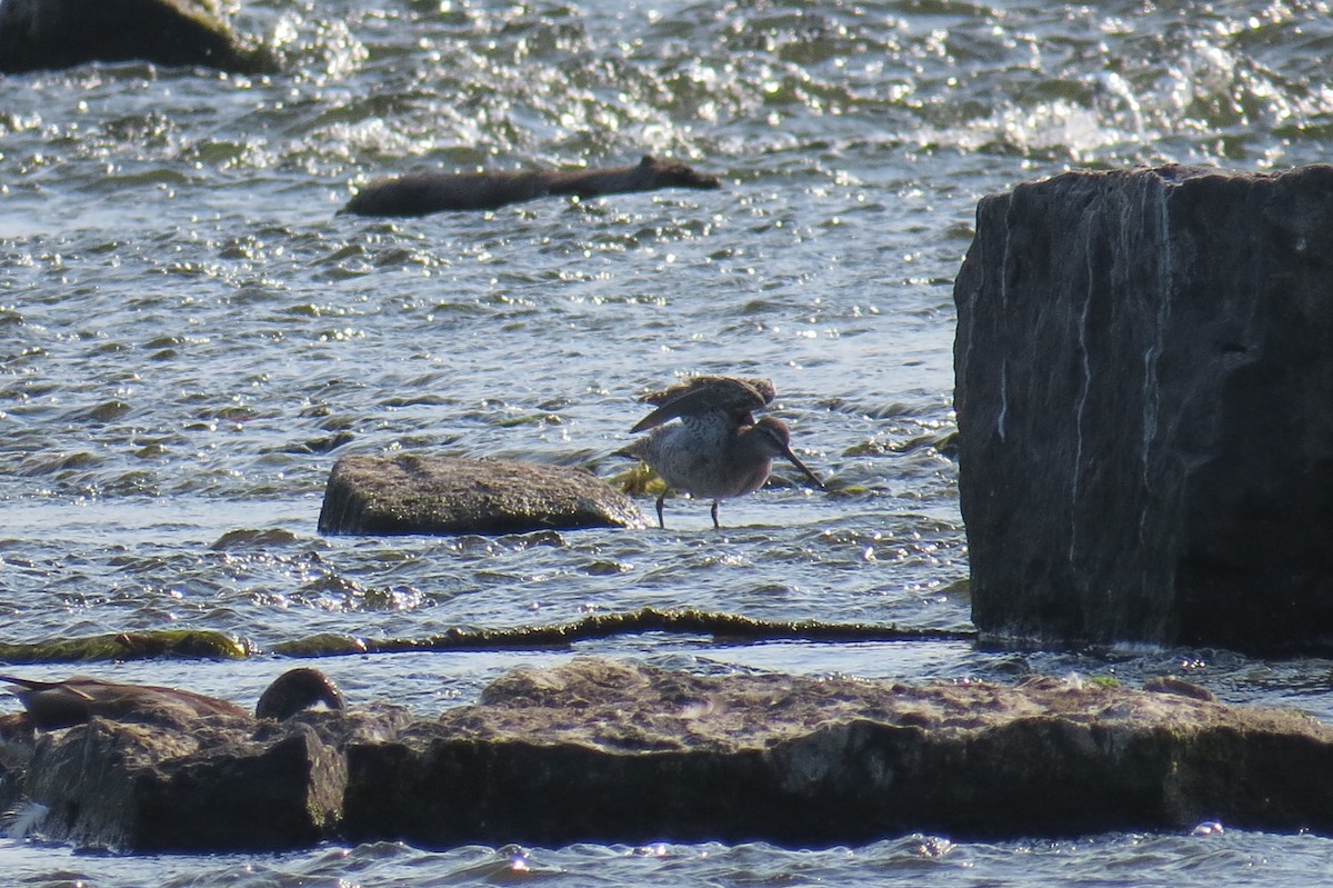 Long-billed Dowitcher - ML643114802