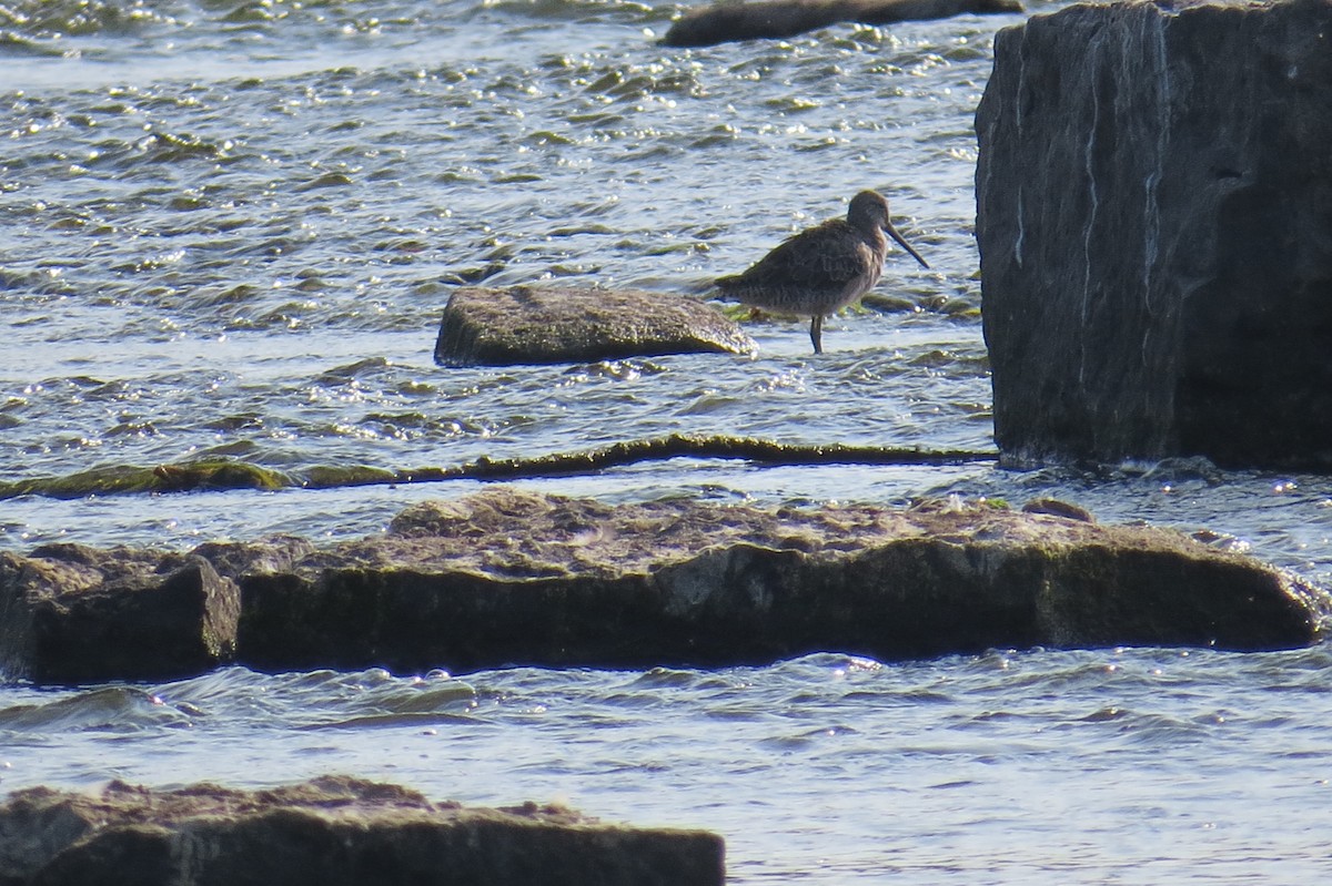 Long-billed Dowitcher - ML643114803