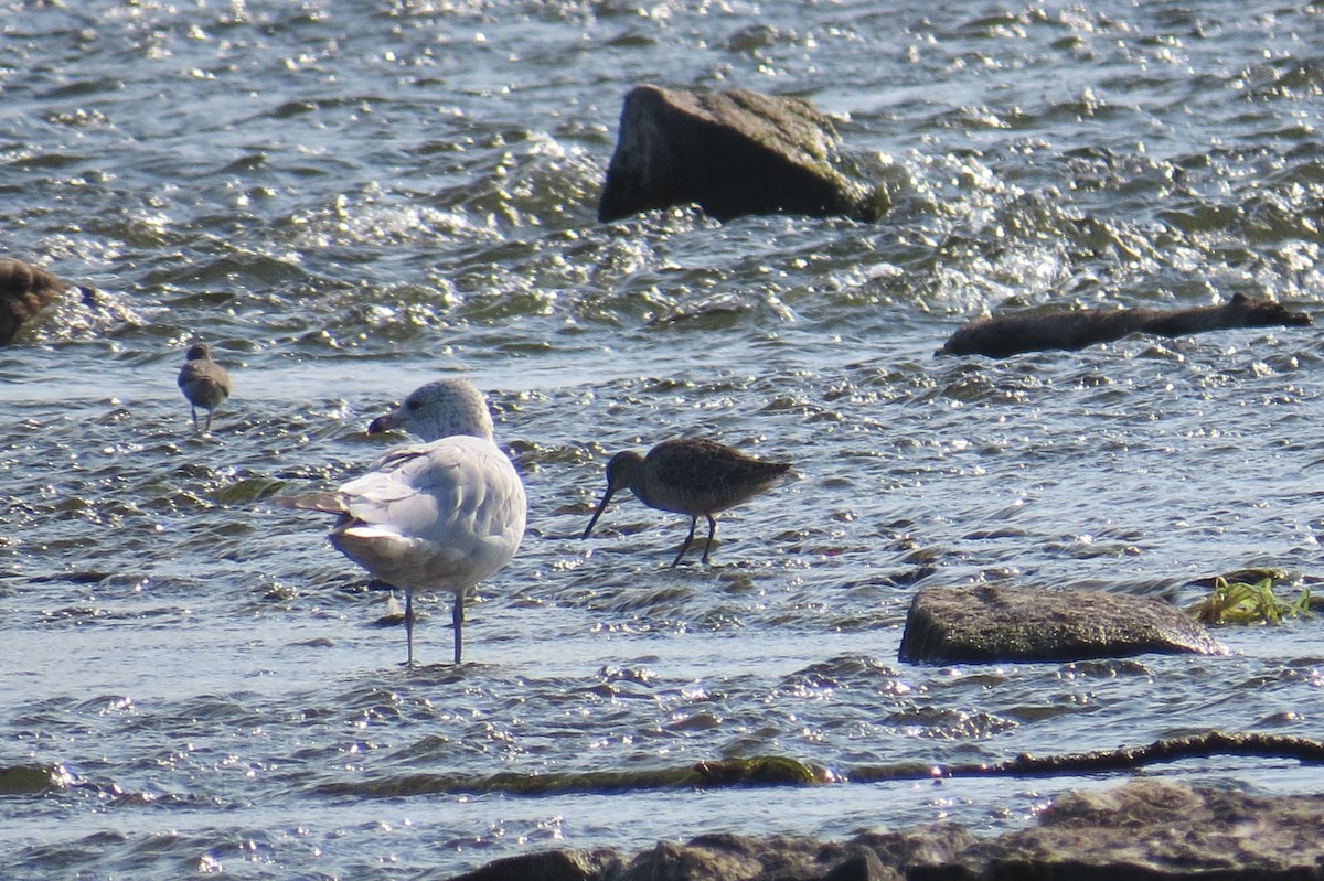 Long-billed Dowitcher - ML643114804