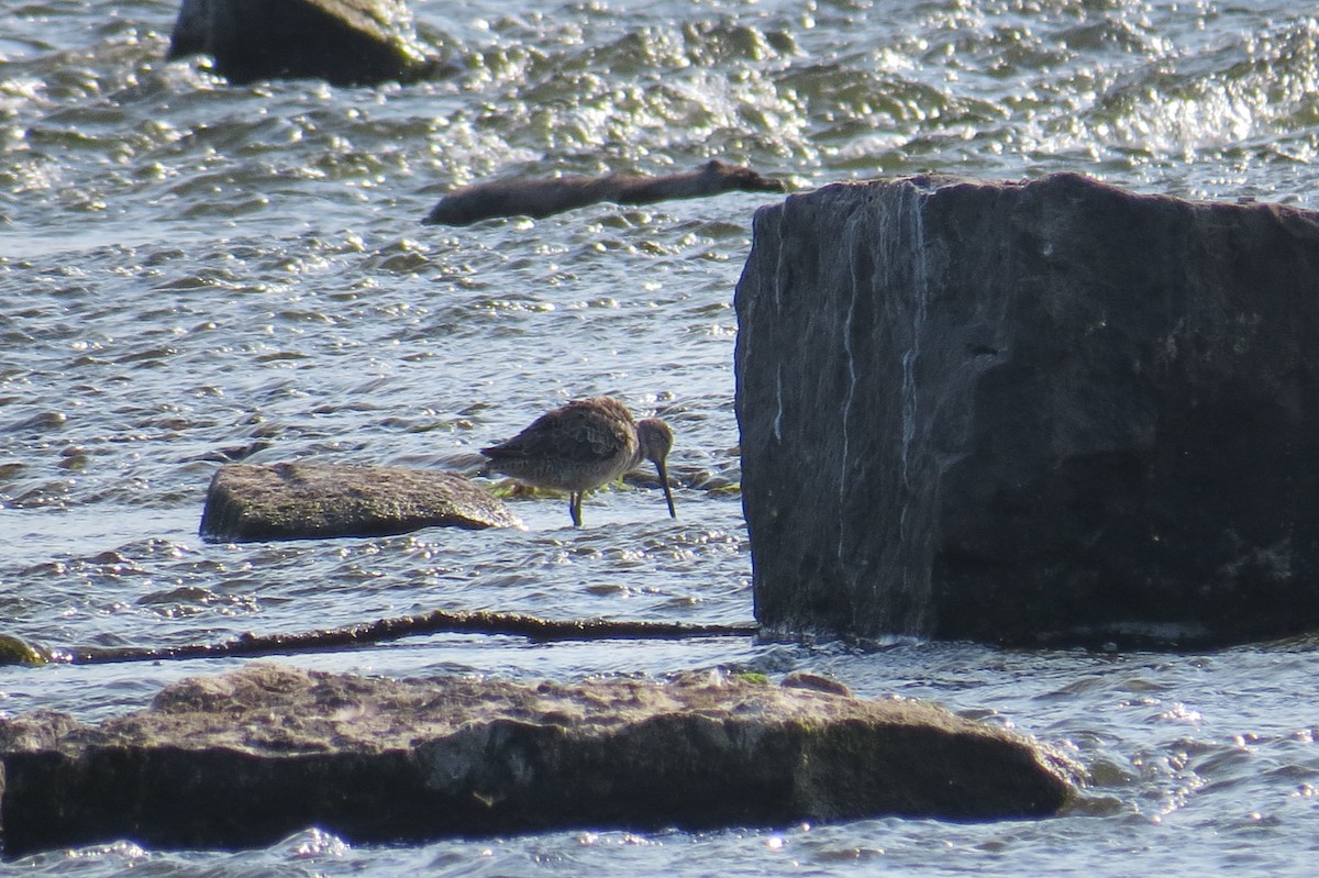 Long-billed Dowitcher - ML643114805