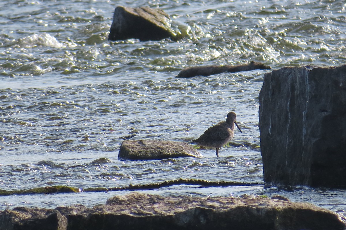 Long-billed Dowitcher - ML643114806