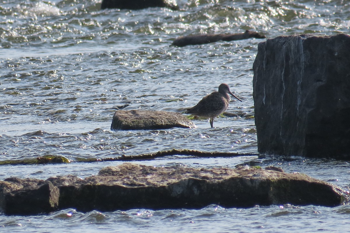 Long-billed Dowitcher - ML643114807