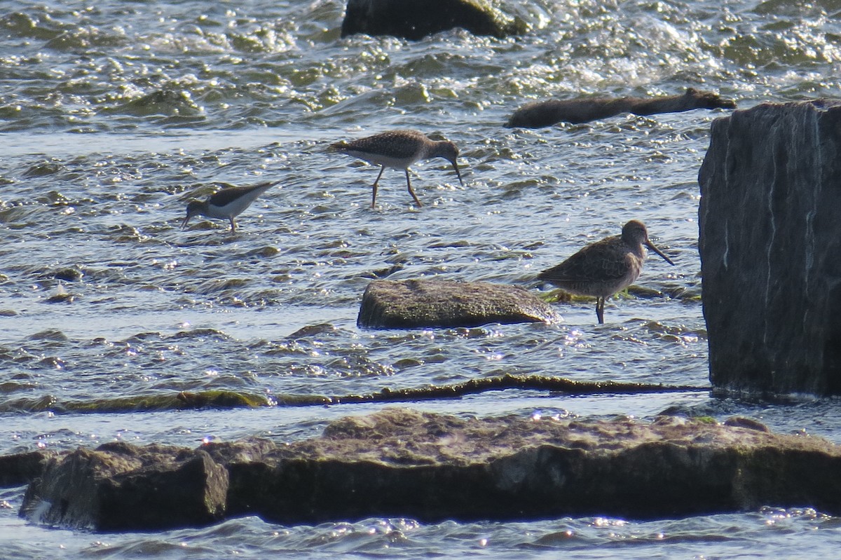 Long-billed Dowitcher - ML643114808