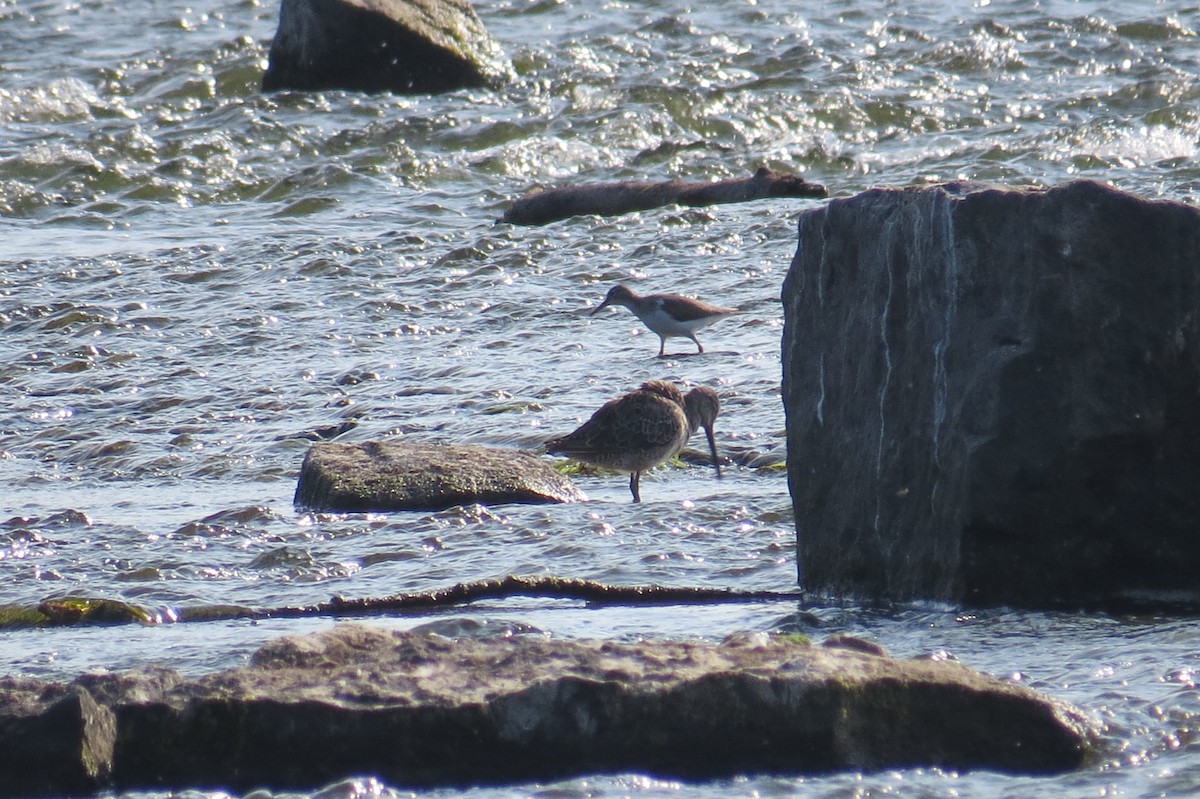 Long-billed Dowitcher - ML643114809