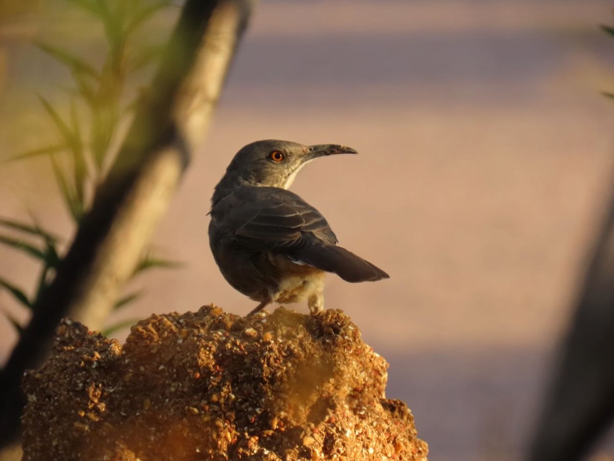 Curve-billed Thrasher - ML643114821