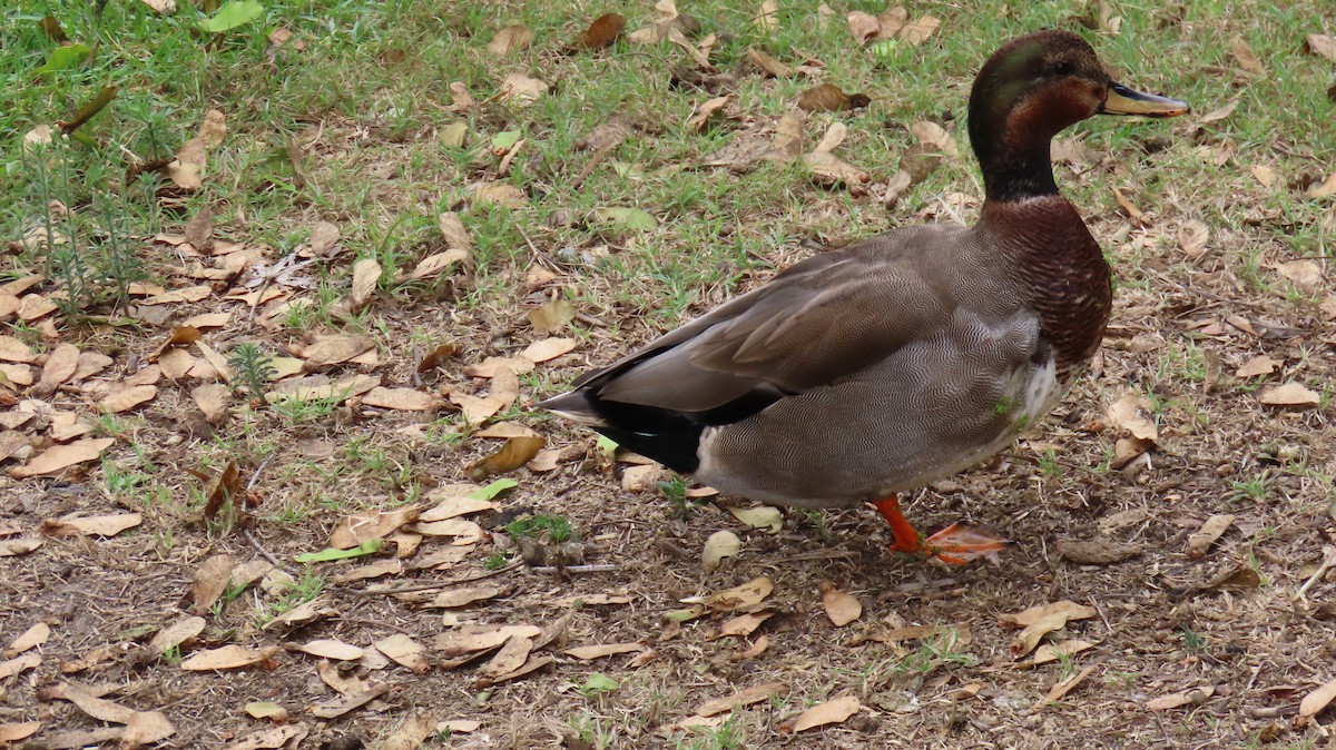 Gadwall x Mallard (hybrid) - ML643114827
