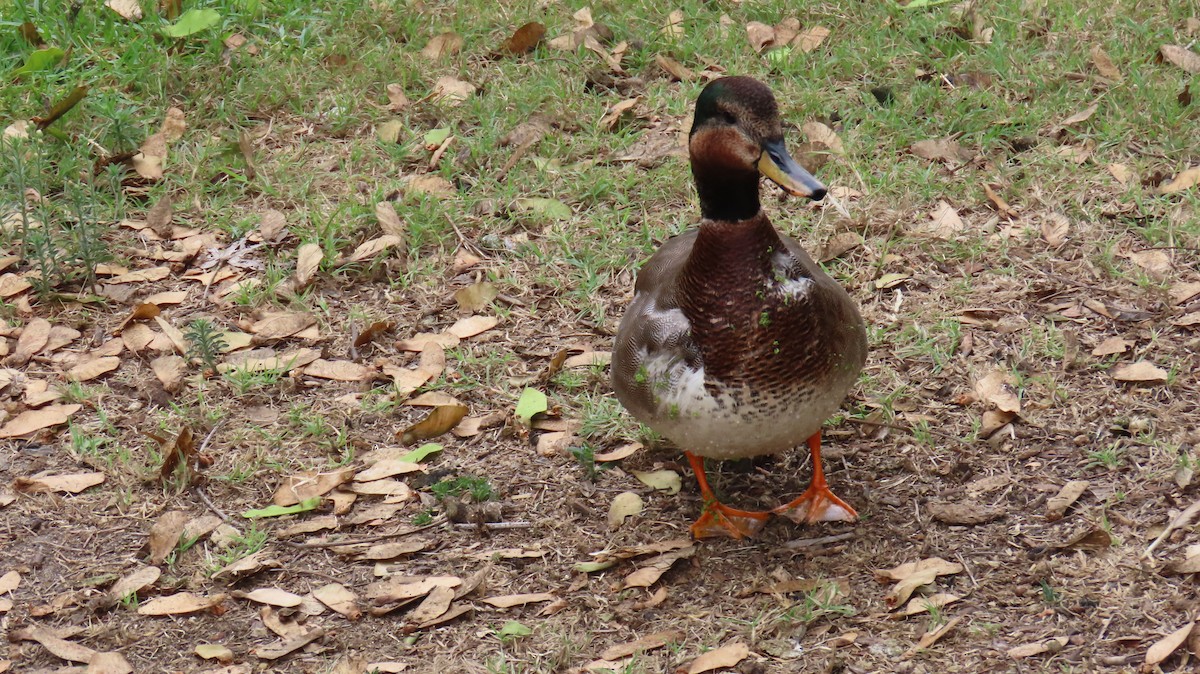 Gadwall x Mallard (hybrid) - ML643114831