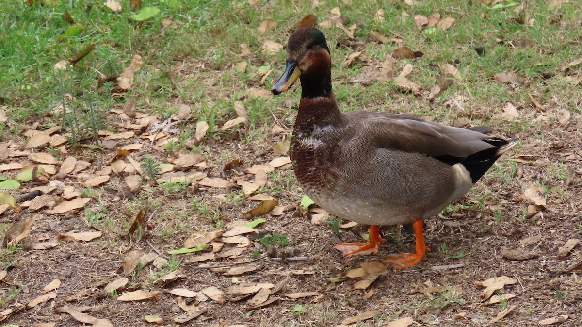 Gadwall x Mallard (hybrid) - ML643114834