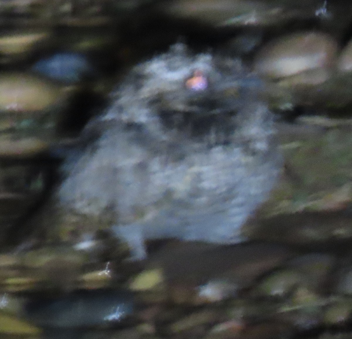 Common Poorwill - ML643114835