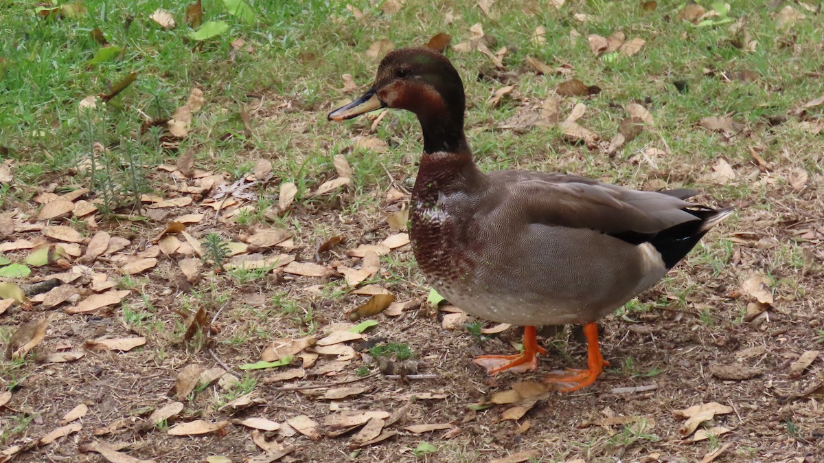 Gadwall x Mallard (hybrid) - ML643114836