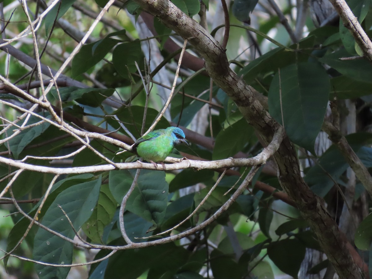 Dacnis bleu - ML643114838