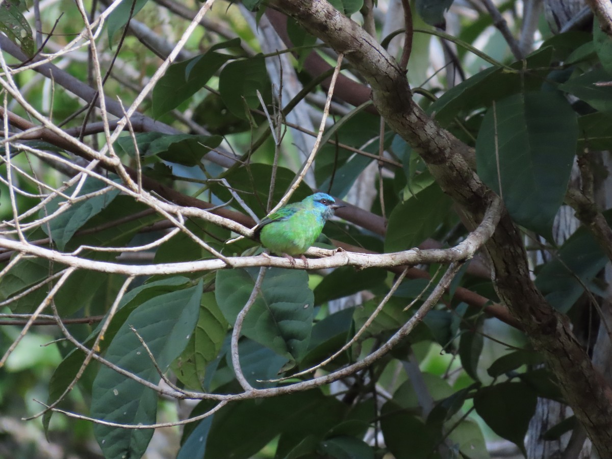 Dacnis bleu - ML643114839