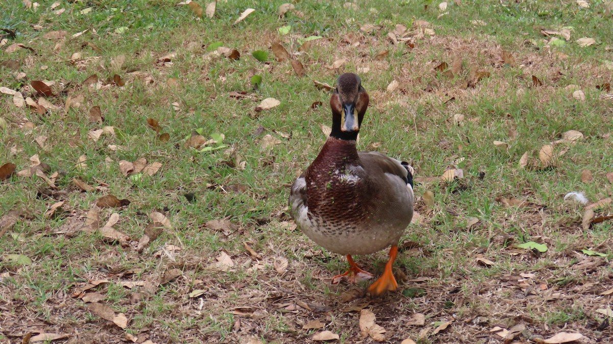 Gadwall x Mallard (hybrid) - ML643114843