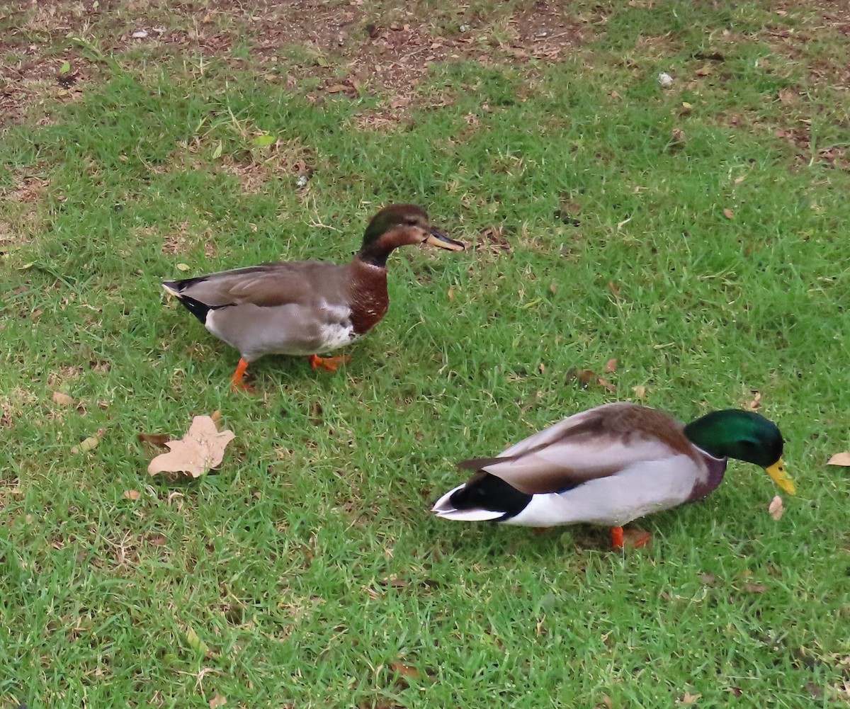 Gadwall x Mallard (hybrid) - ML643114854