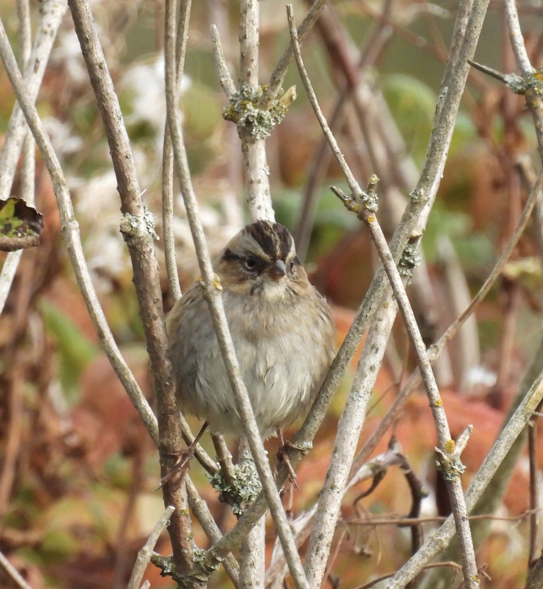 Swamp Sparrow - ML643114864
