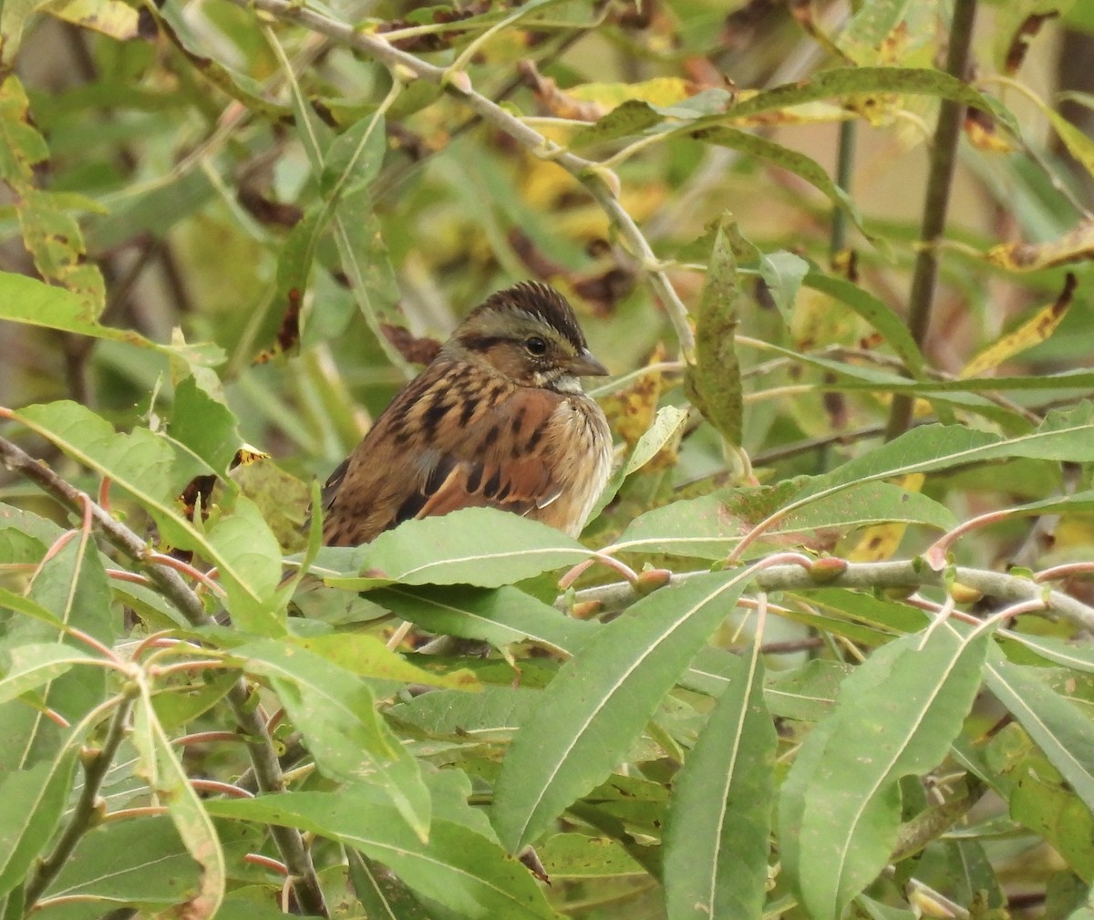 Swamp Sparrow - ML643114865