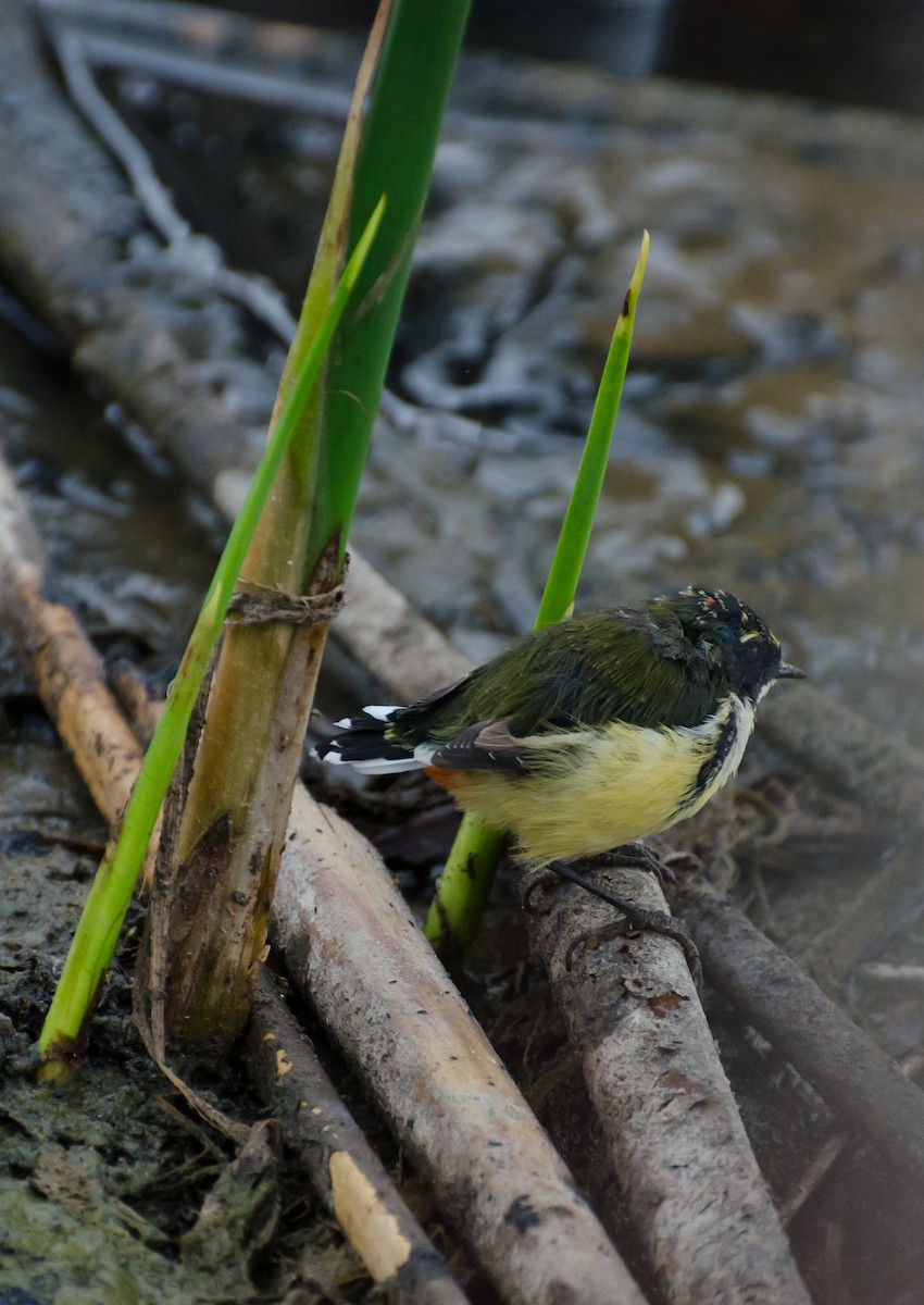 Many-colored Rush Tyrant - ML643114871