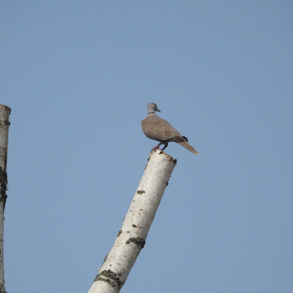 灰斑鳩 - ML643114872