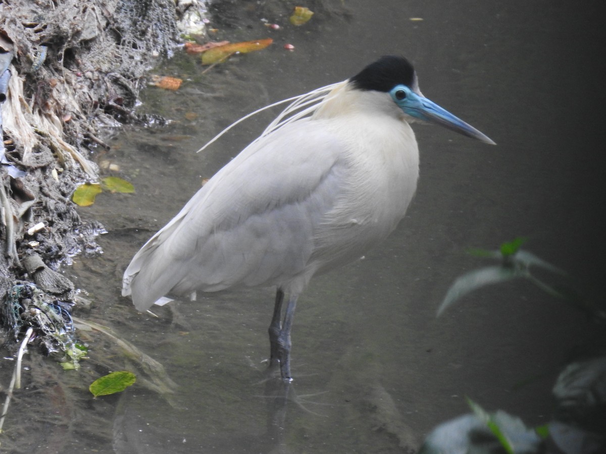 Capped Heron - ML643114892