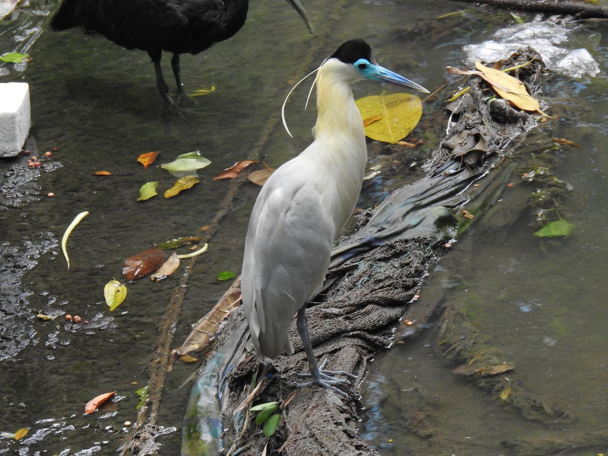 Capped Heron - ML643114893