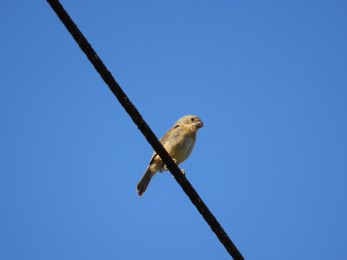 Sporophile à ventre blanc - ML643114901