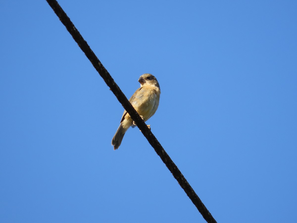 Sporophile à ventre blanc - ML643114902