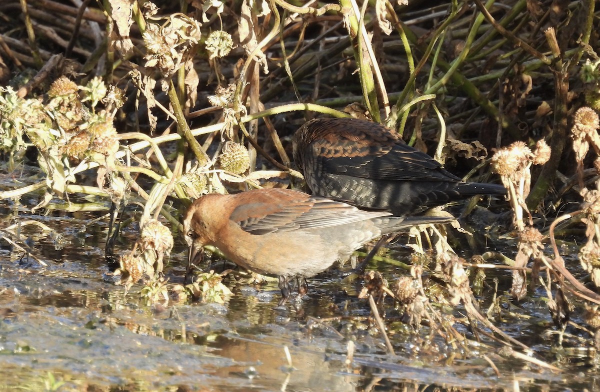 Rusty Blackbird - ML643114912