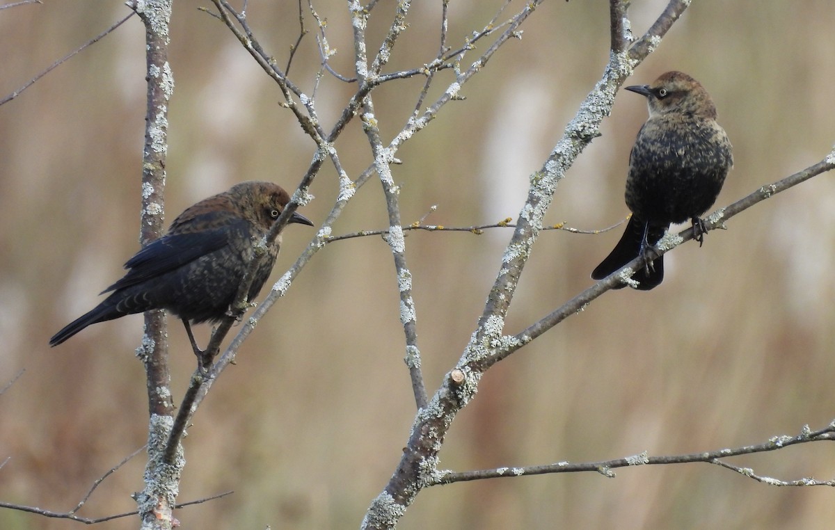 Rusty Blackbird - ML643114913