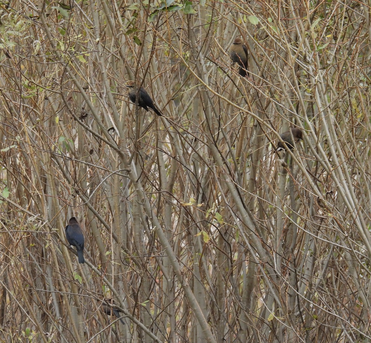 Rusty Blackbird - ML643114914