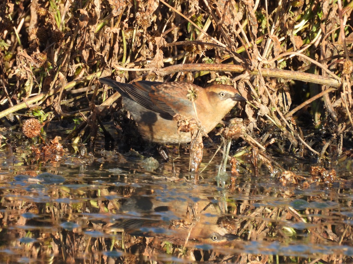 Rusty Blackbird - ML643114915