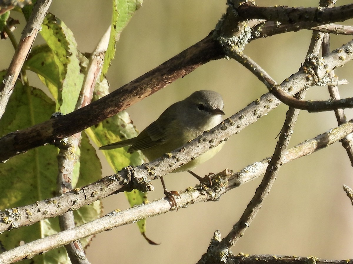 Orange-crowned Warbler - ML643114953