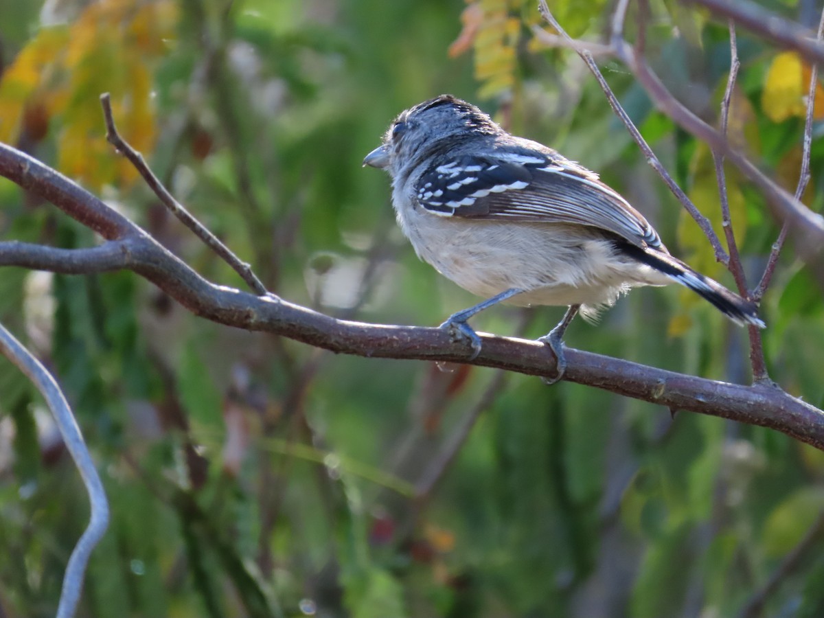 Sooretama Slaty-Antshrike - ML643114963
