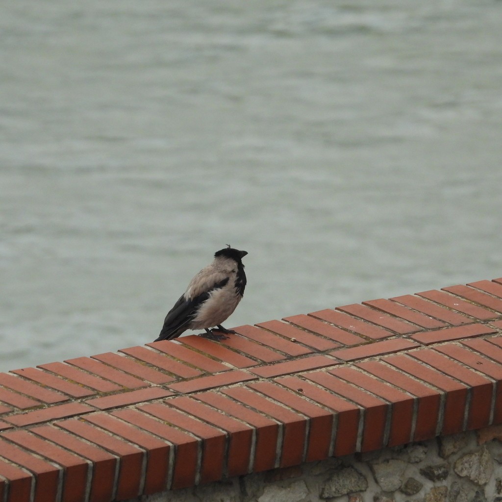 Hooded Crow - ML643114974