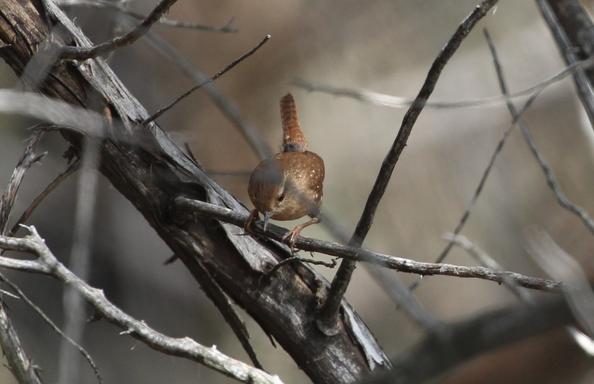 Волоочко канадське - ML643114986