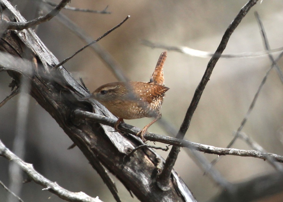 Волоочко канадське - ML643114990