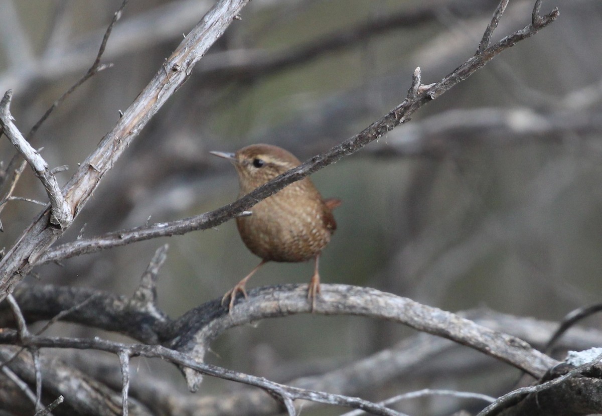 Волоочко канадське - ML643114995