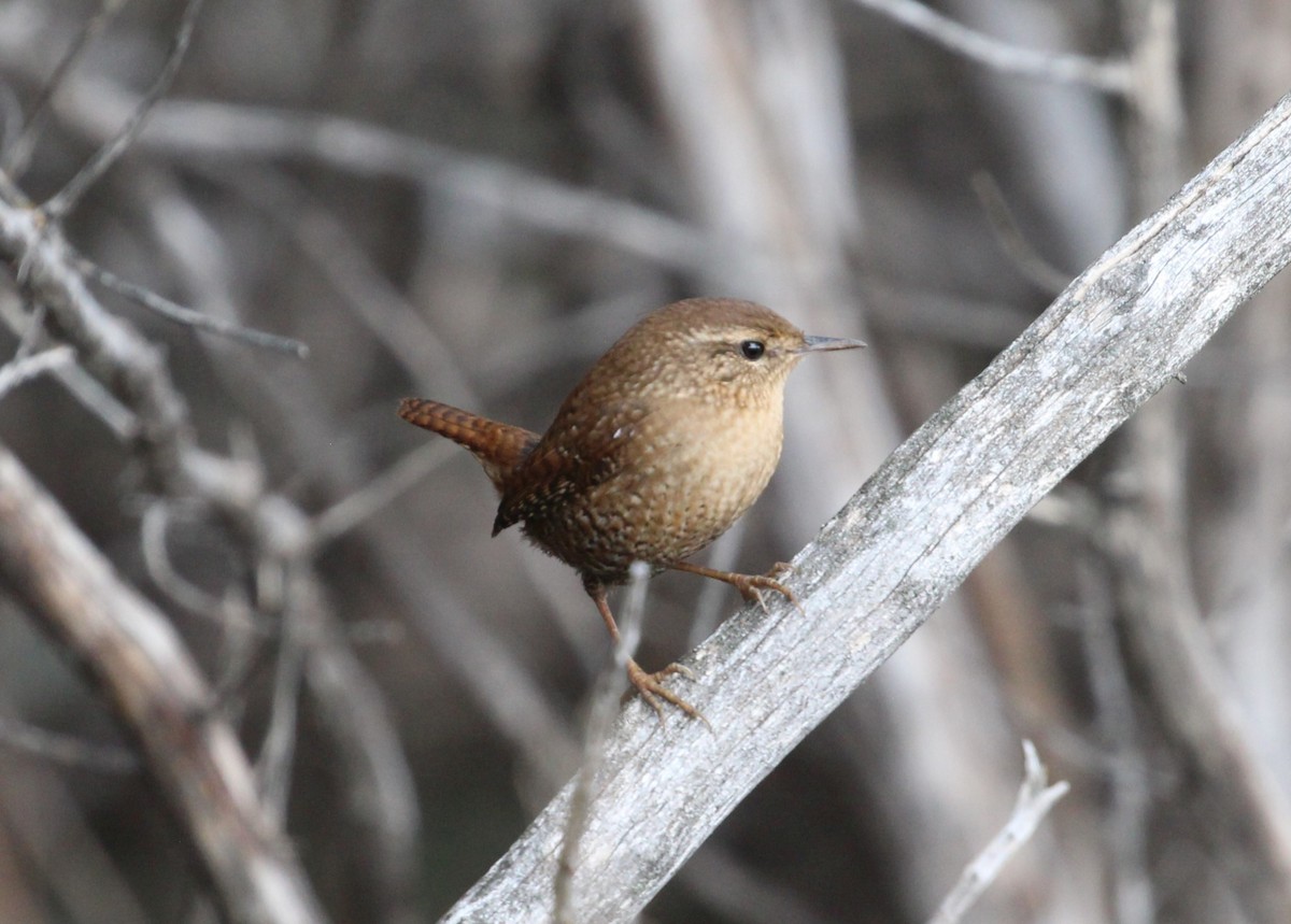 Волоочко канадське - ML643114997