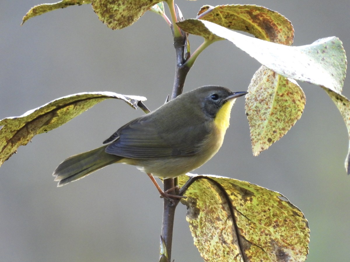 Common Yellowthroat - ML643114999