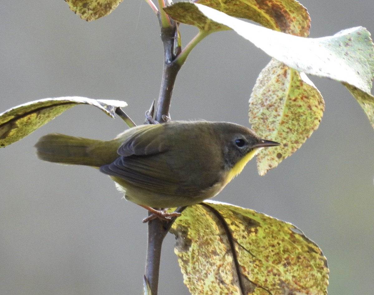 Common Yellowthroat - ML643115000