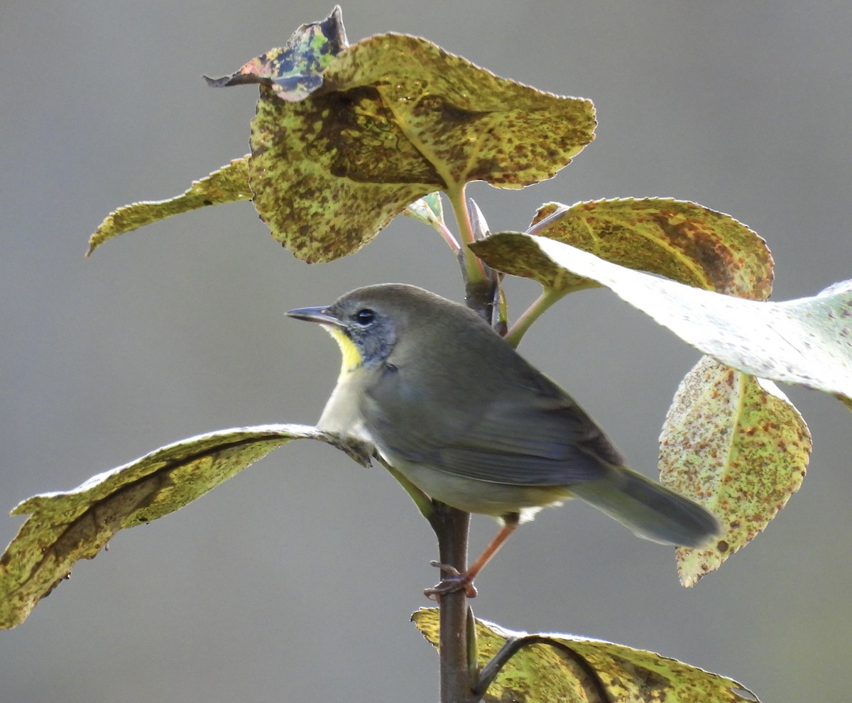 Common Yellowthroat - ML643115001
