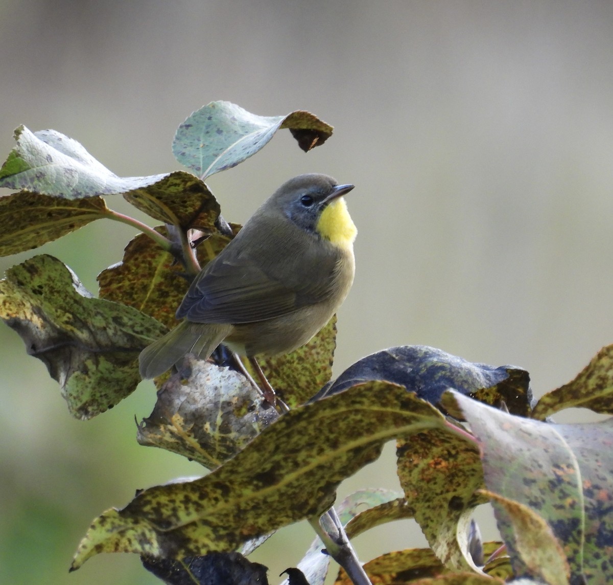Common Yellowthroat - ML643115002