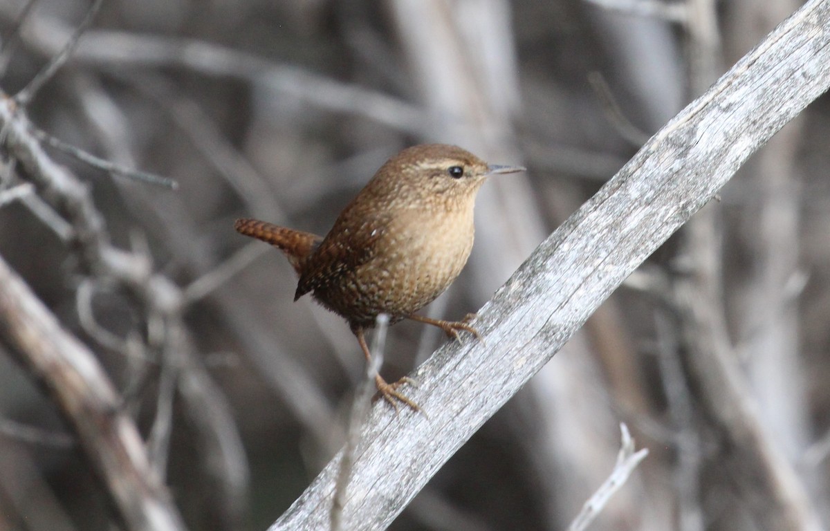 Волоочко канадське - ML643115011