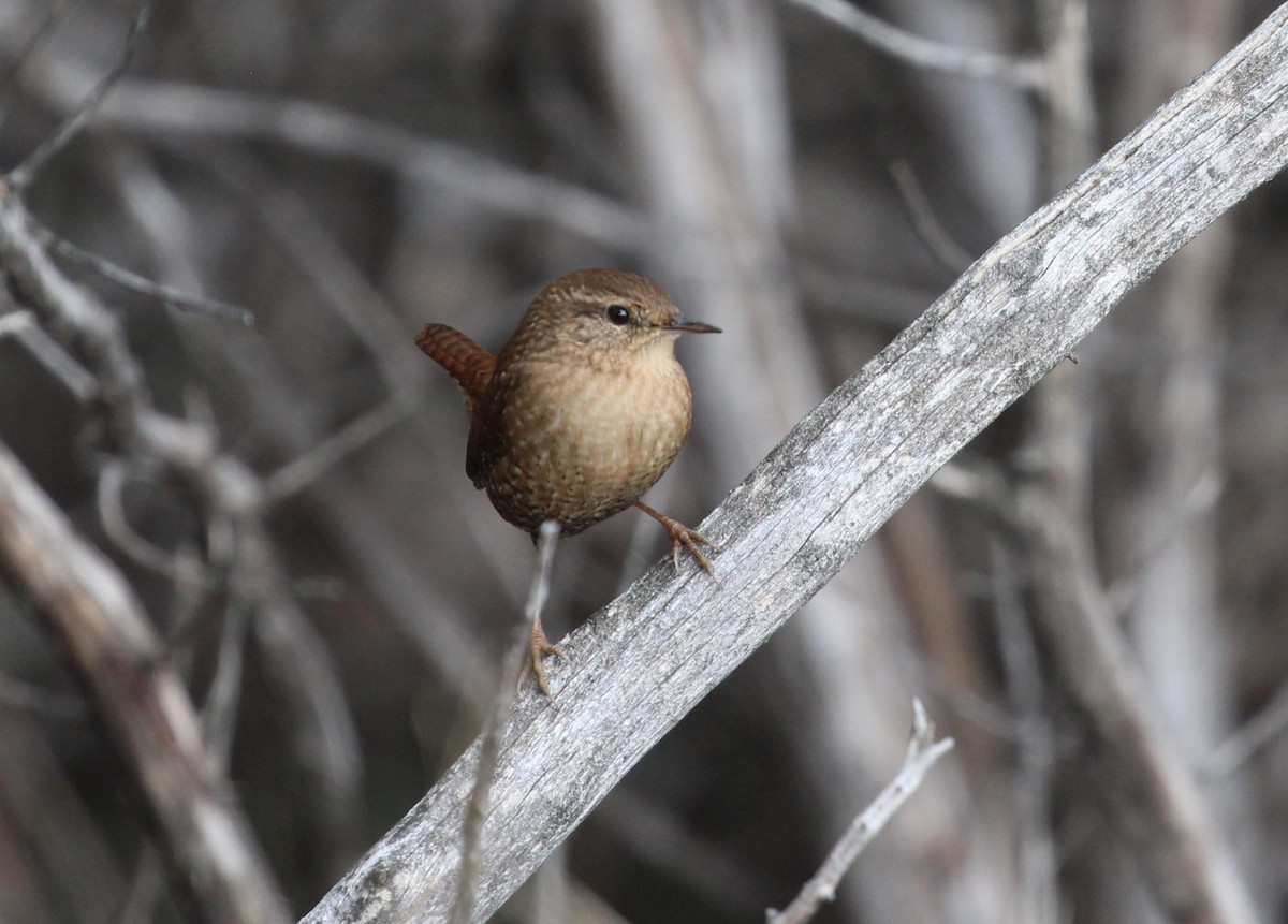 Волоочко канадське - ML643115016